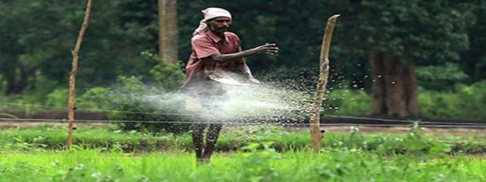 Sri Lanka to cultivate over 800,000 hectares for Maha Season